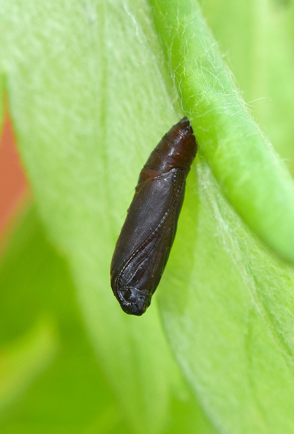 Dichomeris rasilella - Gelechiidae